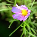 Cosmos bipinnatus 'Cosimo blanc rose'